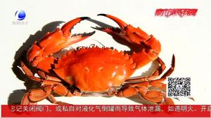 螃蟹柿子大量上市 脾胃虛弱等人群不建議同食
