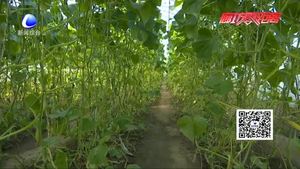 三河市洵陽(yáng)鎮(zhèn)三里莊村整治環(huán)境建美麗鄉(xiāng)村