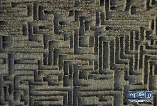 （社會(huì)）（1）挑戰(zhàn)玉米秸稈迷宮