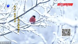 今日大雪：落盡瓊花天不惜 封它梅蕊玉無香