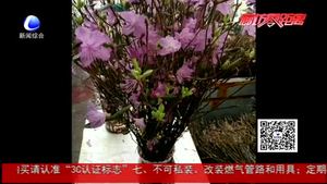 干枝杜鵑再現(xiàn) 業(yè)內(nèi)人士：大規(guī)模砍伐破壞生態(tài)平衡