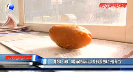 家中母雞四年沒下蛋 宰殺后竟發(fā)現(xiàn)肚子里有“寶”