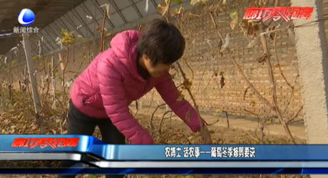 農(nóng)博士 話農(nóng)事——葡萄冬季修剪要訣