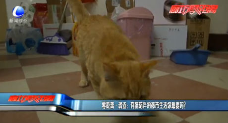 零距離·調(diào)查：有貓陪伴的都市生活你想要嗎？