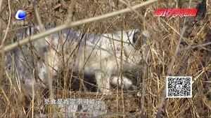 村民發(fā)現(xiàn)受傷狐貍誘捕失敗 動(dòng)物救助中心：它會(huì)自愈