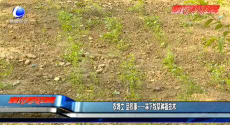 農博士 話農事——林下牧草種植技術