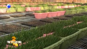 永清縣鑫耕田果蔬專業(yè)合作社黃芽韭菜種植收益高