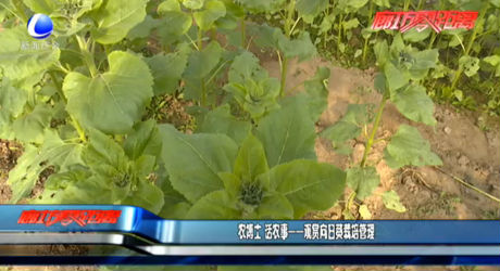 農(nóng)博士 話農(nóng)事——觀賞向日葵栽培管理