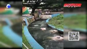 小豬來逗趣 豬年迎好運(yùn)（五）