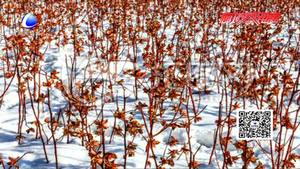 清晨春雪來襲 為莊稼蓋上一層棉被