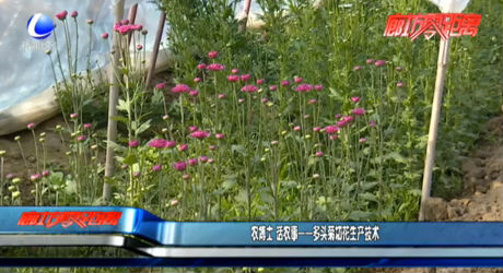 農(nóng)博士 話農(nóng)事——多頭菊切花生產(chǎn)技術(shù)