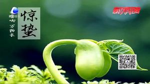 今日驚蟄：微雨眾卉 一雷驚蟄始