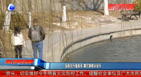 迎春花開報春來 桃花爭艷朵朵開