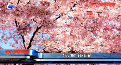 春花兒“撞臉” 您都分清了嗎？