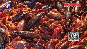 小龍蝦季拉開(kāi)大幕：銷量節(jié)節(jié)攀升 價(jià)格與往年相當(dāng)