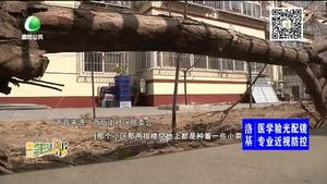 小區(qū)里的“私人苗圃”