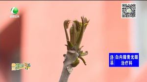 怎樣健康吃香椿