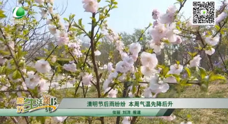 清明節(jié)后雨紛紛 本周氣溫先降后升