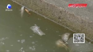 零距離·關(guān)注：人民公園人工湖內(nèi)現(xiàn)死魚 工作人員表示或與放生、捕魚有關(guān)