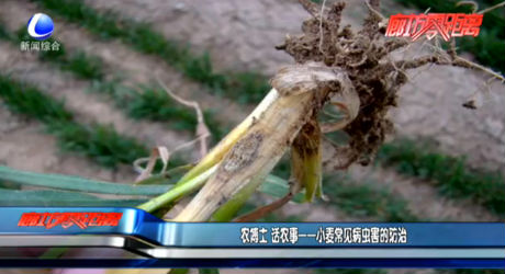 農博士 話農事——小麥常見病蟲害的防治