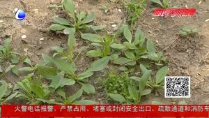 挖菜大軍”涌入公園 管理人員：別薅有毒
