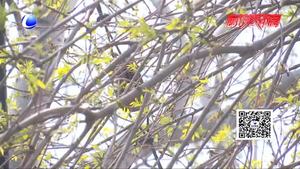 “五一”勞動節(jié)加班 加班費(fèi)怎么算