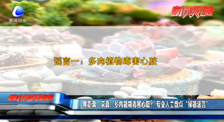 零距離求真：多肉植物毒害心臟？專業(yè)人士盤點“綠植謠言”