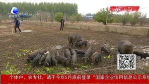 勞動最光榮：記者體驗養(yǎng)豬人的一天 致敬平凡崗位上的勞動者