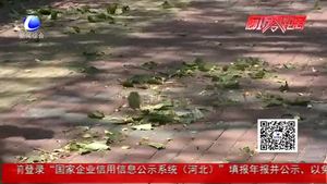 大風(fēng)刮段樹枝 環(huán)衛(wèi)園林工人清理忙