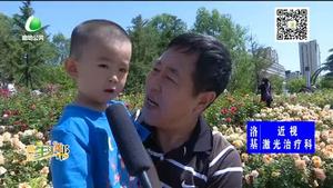 喜迎5·18 月季花開香滿城