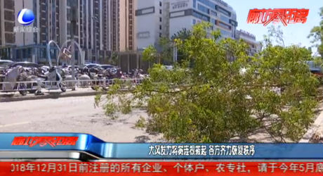 大風發(fā)力將樹連根拔起 各方齊力恢復秩序