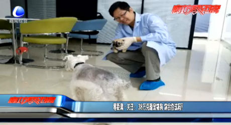 零距離·關(guān)注：38萬克隆寵物狗 你會嘗試嗎？