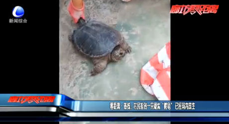 零距離·熱線：村民撿到一只疑似“鱷龜”已經(jīng)河內(nèi)放生