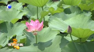 香河縣啟動2019廊坊文化旅游季·首屆香河大運(yùn)河文化節(jié)暨2019香河荷花節(jié)