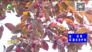 路邊的紫葉李結(jié)果 請市民不要隨意采摘