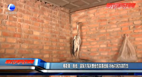 零距離·熱線：國保大鳥灰鶴受傷跌落田間 好心村民為其療傷