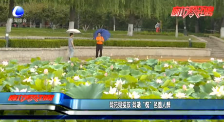 荷花競綻放 荷塘“悅”色惹人醉