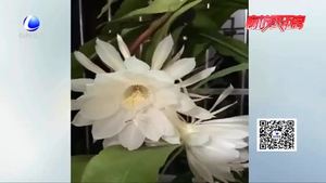 兩朵曇花夜晚綻放 花期持續(xù)五小時(shí)