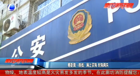 零距離·熱線：網(wǎng)上買狗 財(cái)狗兩失