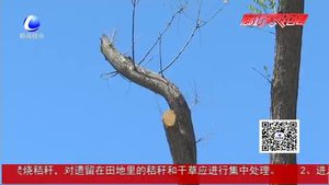 大量國槐疑似落葉枯死  市民惋惜望及時救治