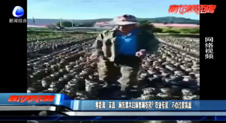 零距離·求真：網(wǎng)傳黑木耳頻繁噴農(nóng)藥？農(nóng)業(yè)專(zhuān)家：不必過(guò)度焦慮