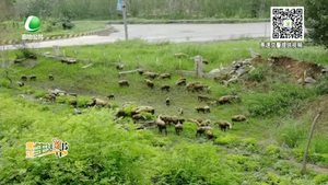 羊群上高速 交警忙驅趕