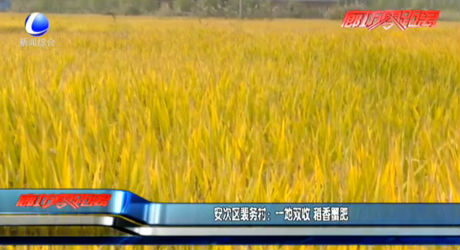 安次區(qū)裴務(wù)村：一地雙收 稻香蟹肥