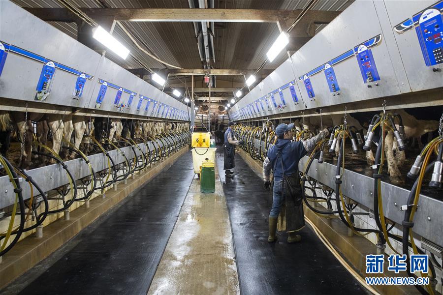 （國際·圖文互動(dòng)）（3）通訊：“希望我們的乳制品順利裝船駛向中國”——美國奶農(nóng)期盼中美貿(mào)易爭端早日解決