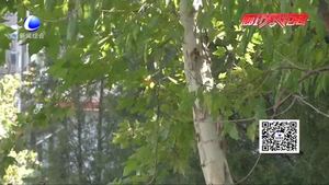 男子買車頻現(xiàn)故障 行車路上隱患重重