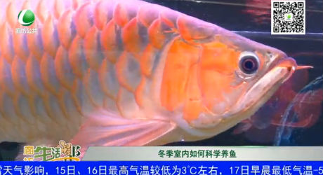 冬季室內如何科學養(yǎng)魚