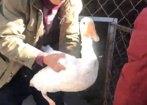 碼頭鎮(zhèn)一村民救起天鵝？專家鑒定：天降大鵝