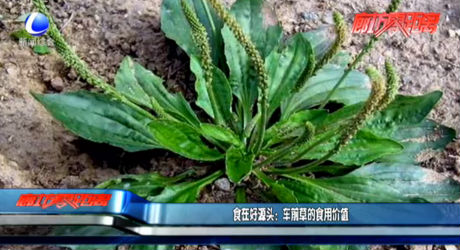食在好源頭：車(chē)前草的食用價(jià)值