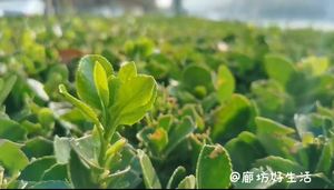 廊坊好生活，讓你的生活有滋有味