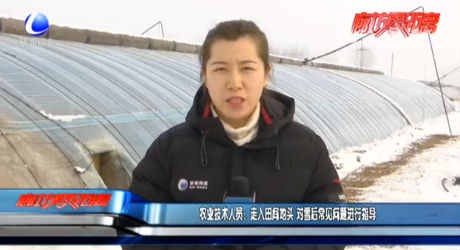 農(nóng)業(yè)技術(shù)人員：走入田間地頭 對雪后常見問題進(jìn)行指導(dǎo)